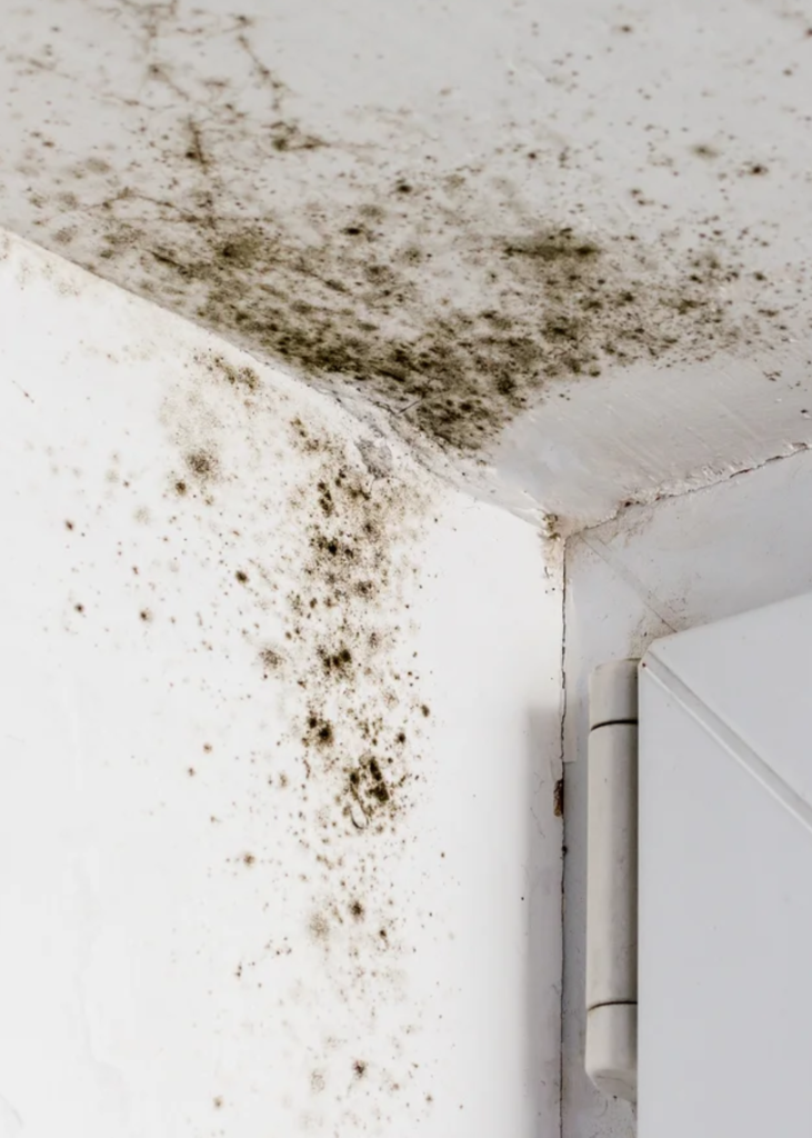 Close-up of black mold in a hotel bathroom corner, showing water damage and peeling paint. Learn how to spot toxic mold in hotels and book safer stays at NewHotelFinder.com.